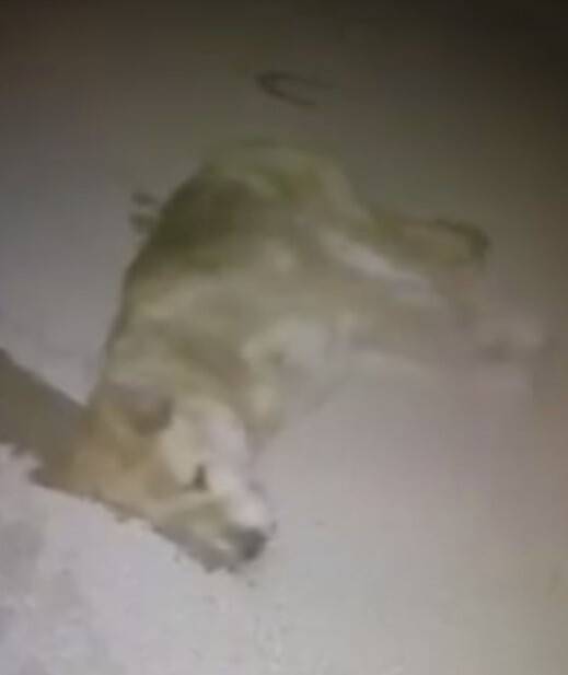 Zehirlendiği iddia edilen köpek, telef oldu