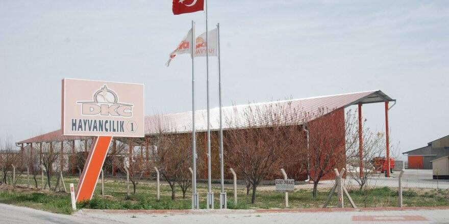 Sütbank'ta telef olduğu ileri sürülen büyükbaşlar araştırılıyor