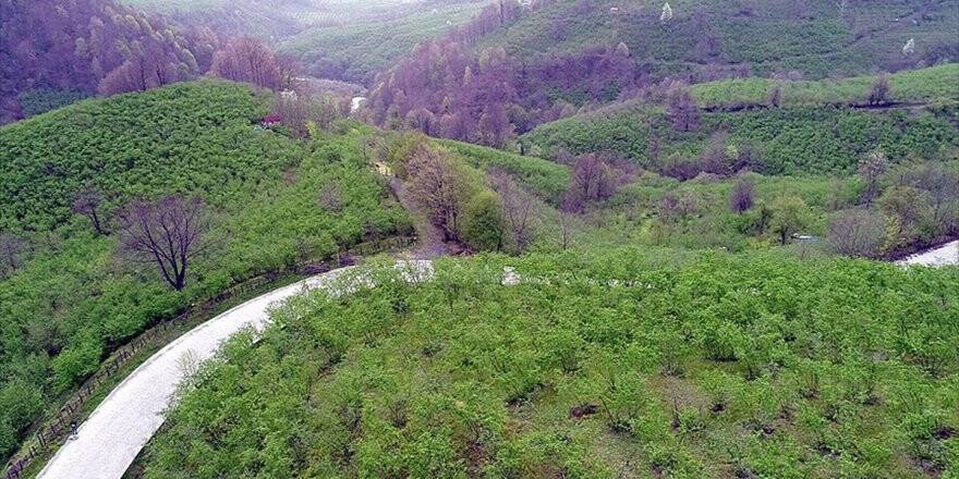 Karadeniz 'Yeşil Deniz' Gibi