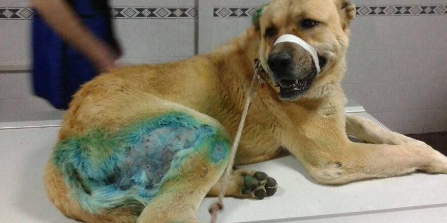 Bahçesine giren Kangal köpeği av tüfeğiyle vurdu