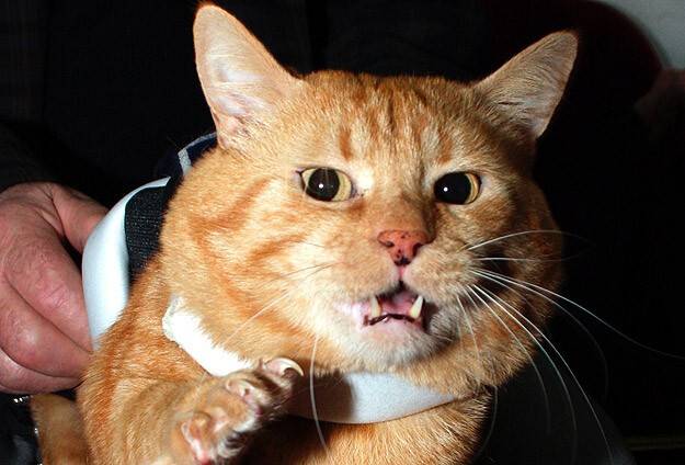 Kedilerinin saldırısına uğrayan aile polisten yardım istedi