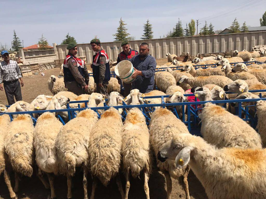 Konya'da Hayvan Hırsızlığı