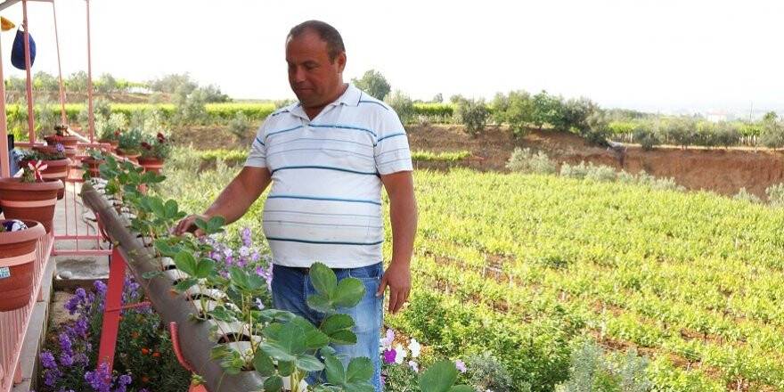 Su borularının içinde çilek yetiştirdi
