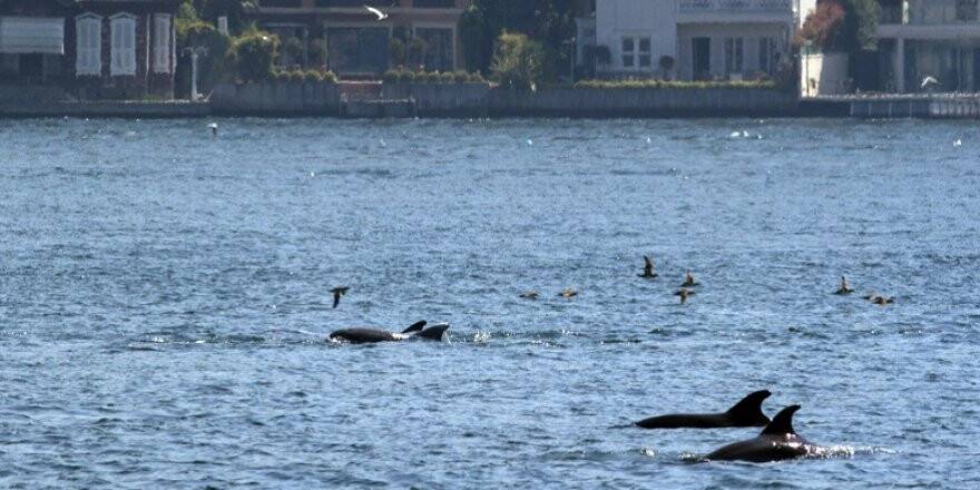 İstanbul Boğazı’nda yunuslardan görsel şölen