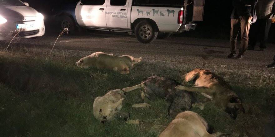 Zehirlendiği ileri sürülen 5 köpek bulundu