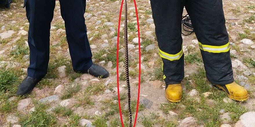 2 Metre Uzunluğundaki Yılan İtfaiyecilere Zor Anlar Yaşattı
