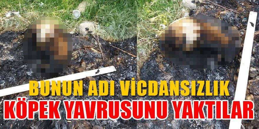 Köpek yavrusunu, döverek ve yakarak öldürdüler