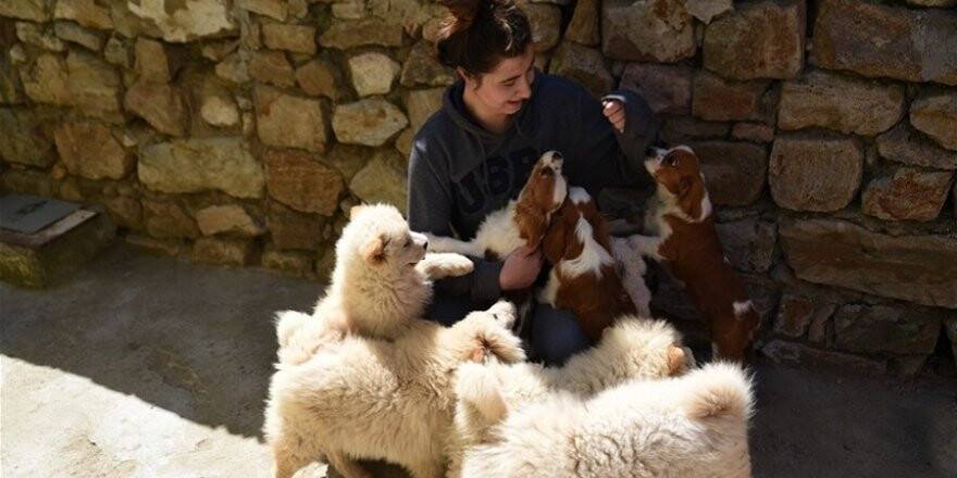 İhaleye çıkarılan gümrük kaçağı 7 yavru köpek satılamadı