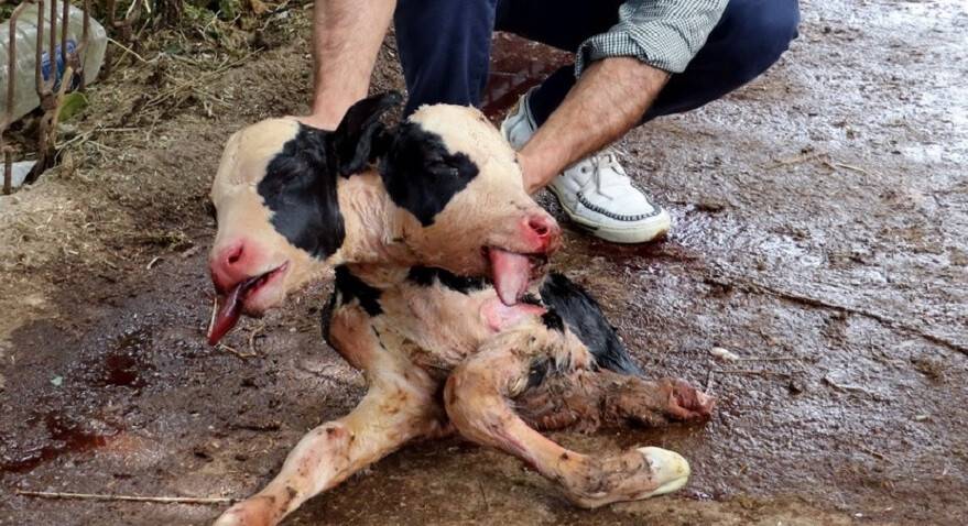 Antalya’da çift başlı doğan buzağı görenleri hayrete düşürdü