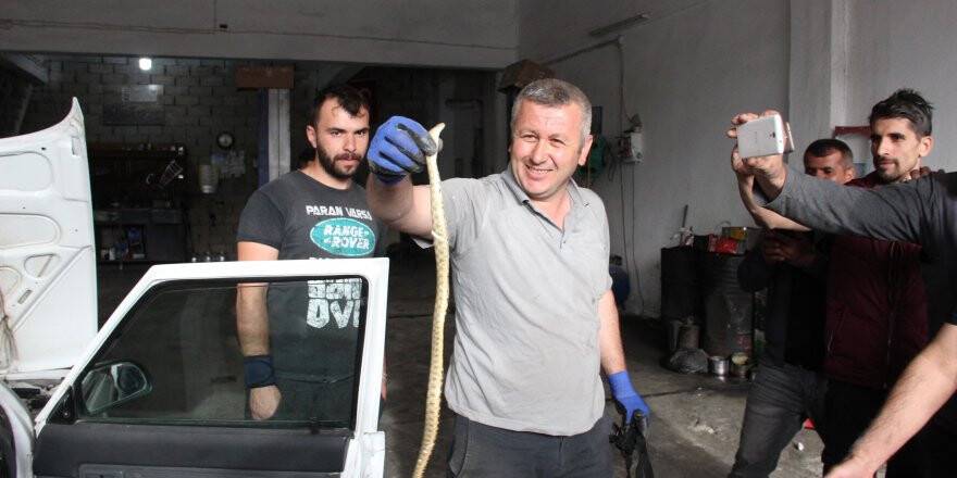 Torpidodan kafasını çıkaran yılan korkuttu 