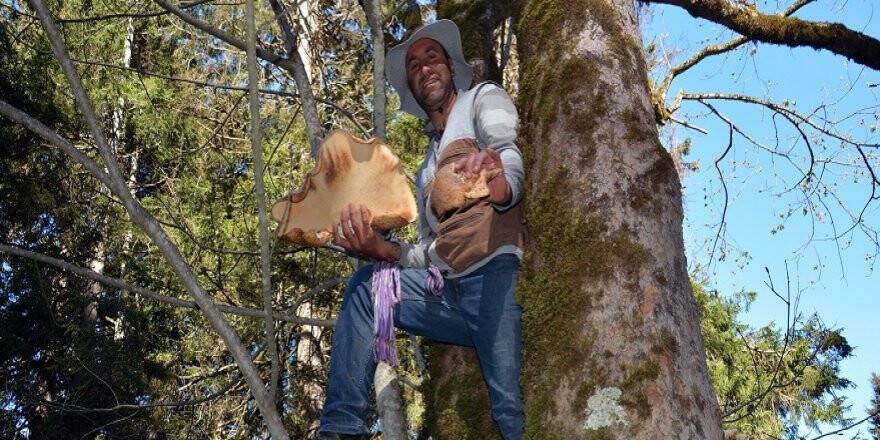 Çağman mantarını toplamak isteyenler ayılarla yarışıyor
