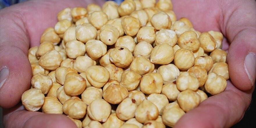 'Kavrulmuş Giresun Fındığı Kanser Riski Taşımıyor'