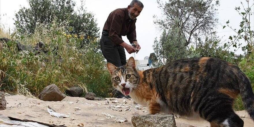 Bodrum'un Kedilerini 30 Yıldır 'Ali Baba' Besliyor
