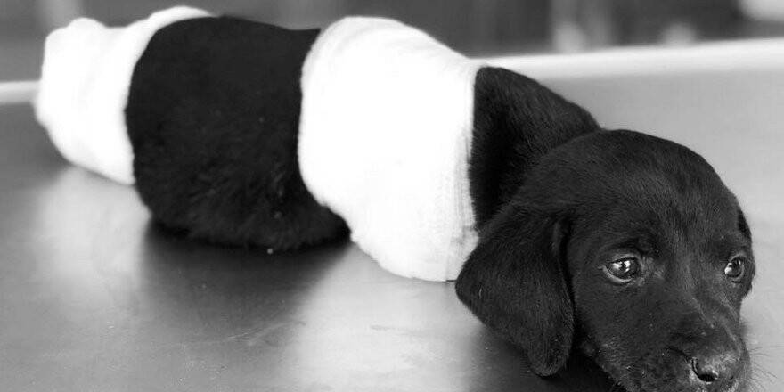 Ülke gündemine oturan köpeğin failleri aranıyor