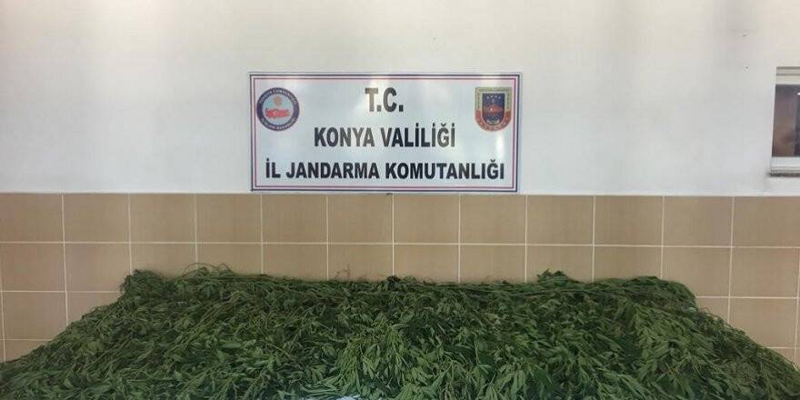 Jandarmadan kenevir operasyonu