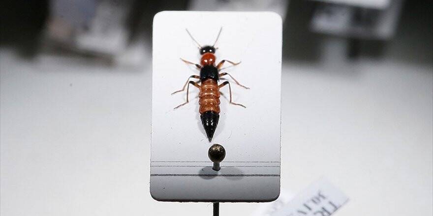 Zehriyle Kansere Umut Oldu