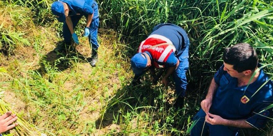 Beyşehir’de jandarmadan kenevir operasyonu