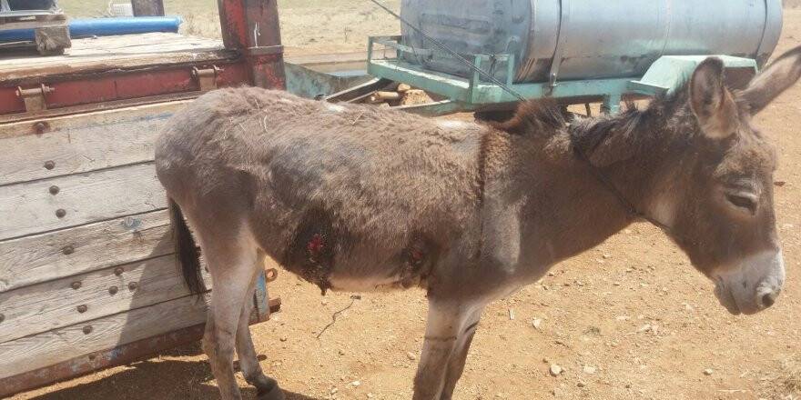 Gürültü yapıyor diye komşu çiftlikteki eşeği tüfekle yaraladı