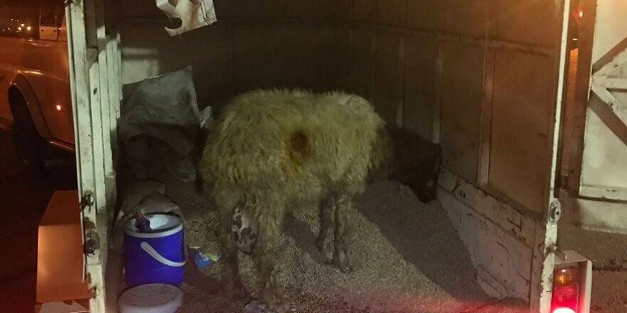 Koyun taşıma bahanesiyle uyuşturucu sevkiyatı