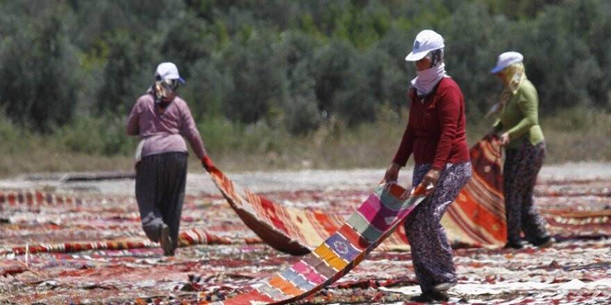 Buğday tarlası, halı tarlasına dönüştü