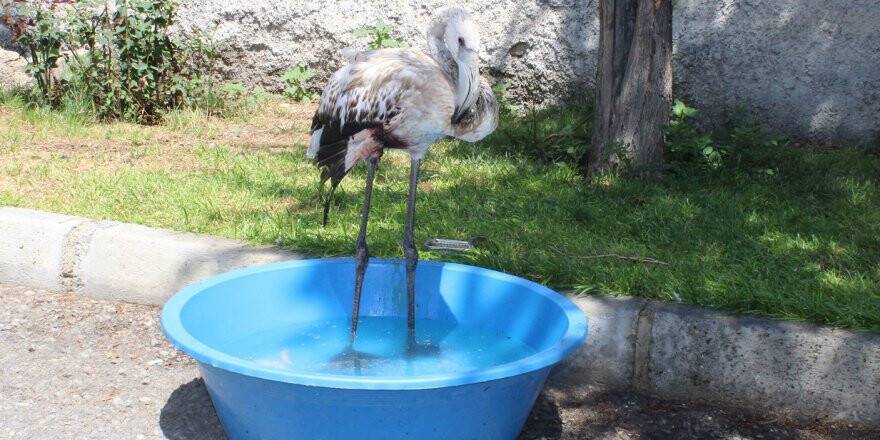 Yaralı Flamingoya Jandarma Sahip Çıktı