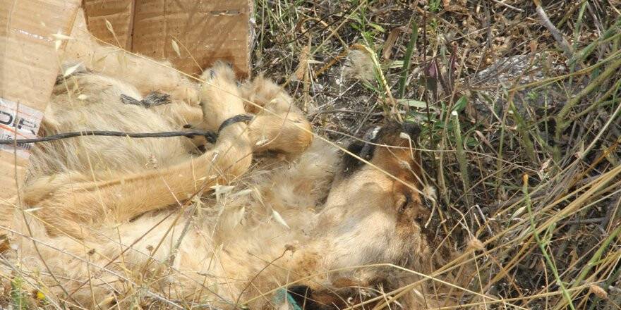Ön Ayakları Bağlanan Köpek Kutu İçinde Ölüme Terk Edilmiş