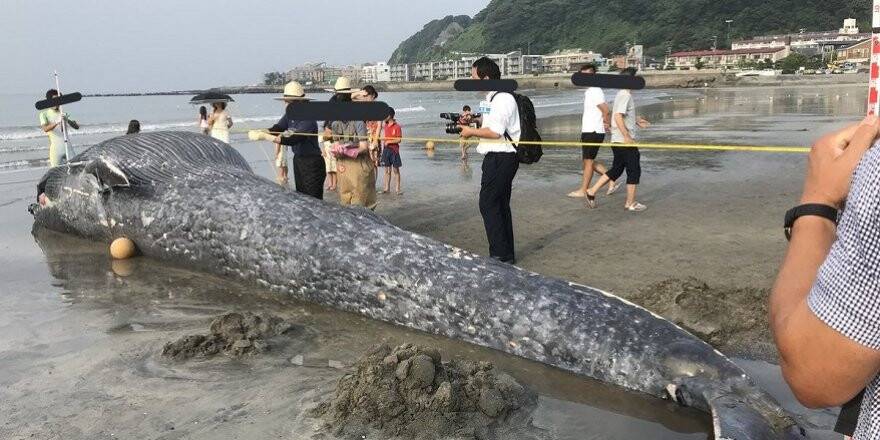 Ölü dev mavi balina Japonya sahillerine vurdu