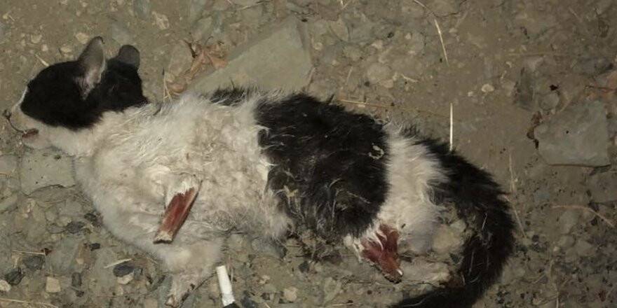 Vicdansızlar kedinin dört bacağını da kesti