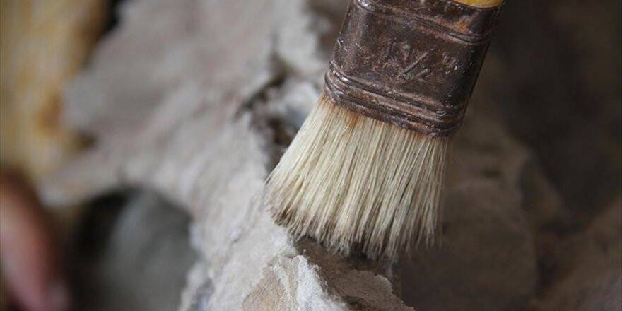 Kanada’da 23 Milyon Yıllık Fosil Bulundu