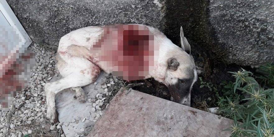 Bahçesine giren köpeği tüfekle vurup öldürdü