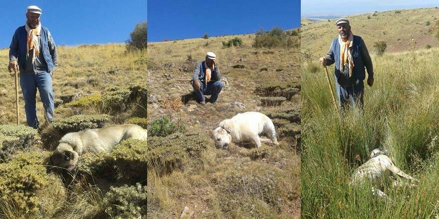 Zehirli et verilen 6 çoban köpeği öldü