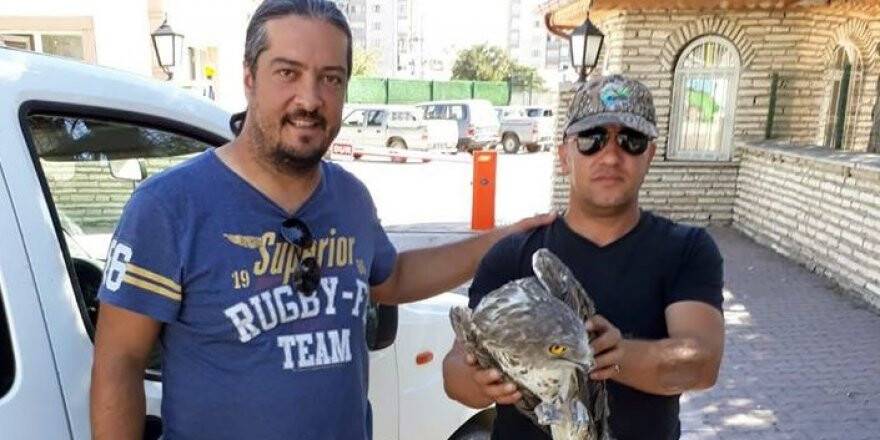 Yaralı Şahin Koruma Altına Alındı