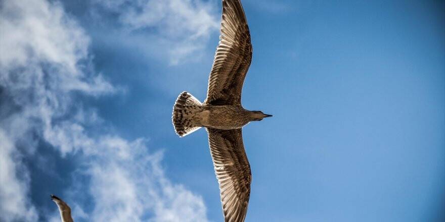Dünyanın En Büyük Kuşu Üç Metrelik 'Vorombe Titan'