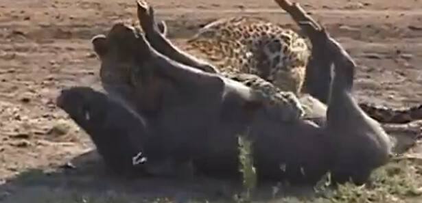 Leopar, 5 saniyede işini bitirdi!