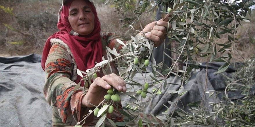 Batı Şeria’da Zeytin Hasadı Ve Yahudi Yerleşimci Sorunu
