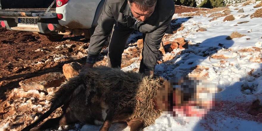 Çoban uyudu, koyun sürüne kurtlar saldırdı
