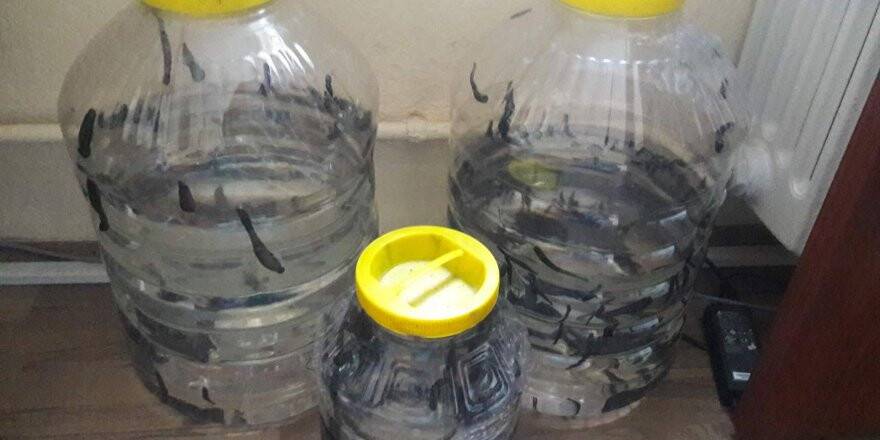 Konya’da yasa dışı sülük satısına 3 bin 966 lira ceza
