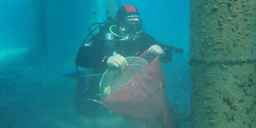 Bodrum'da Deniz Dibi Temizliği