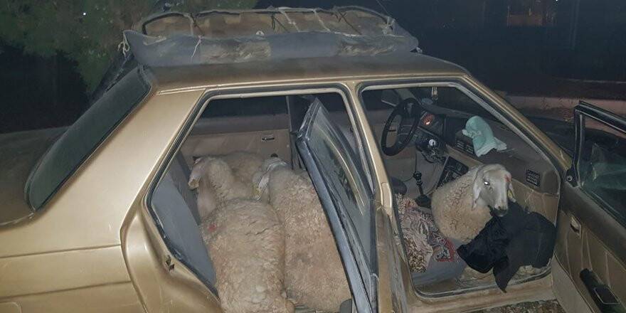 Çaldığı Koyunları Otomobille Götürürken Yakalandı