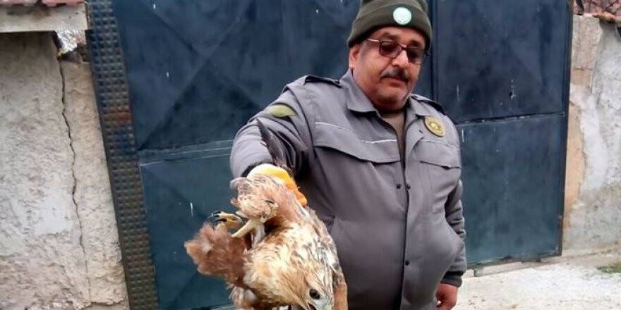 Evin Bahçesine Düşen Şahine Sahip Çıktılar