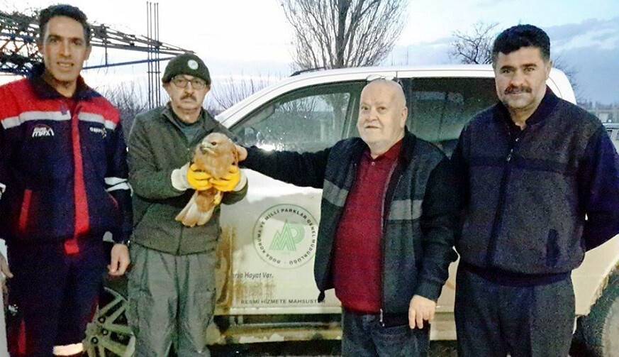 Yaralı bulunan şahin koruma altında