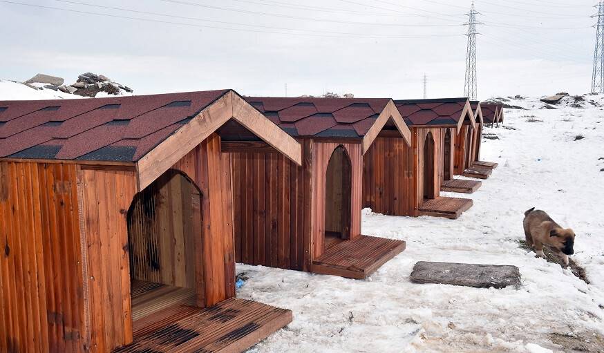 Konya'da sokak köpeklerine sıcak yuva