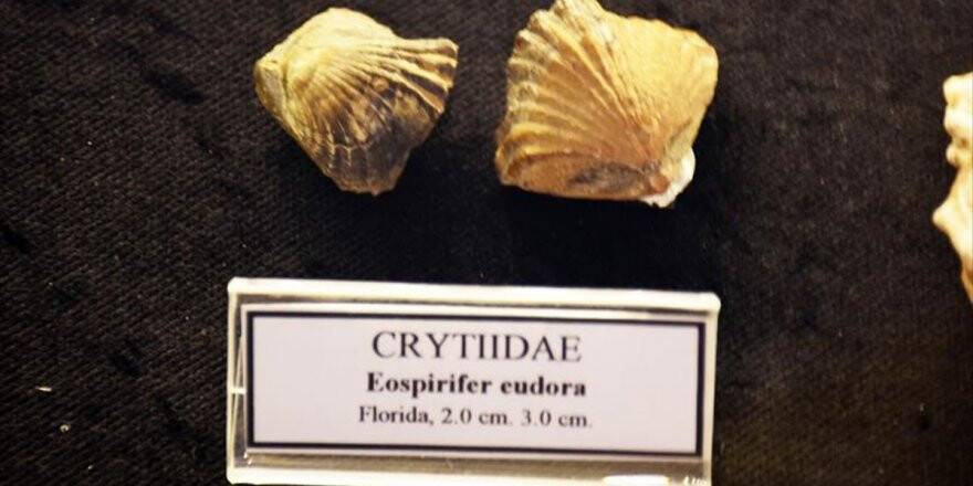 Deniz Kabuğu Koleksiyonunda 460 Milyon Yıllık Fosil Bulundu
