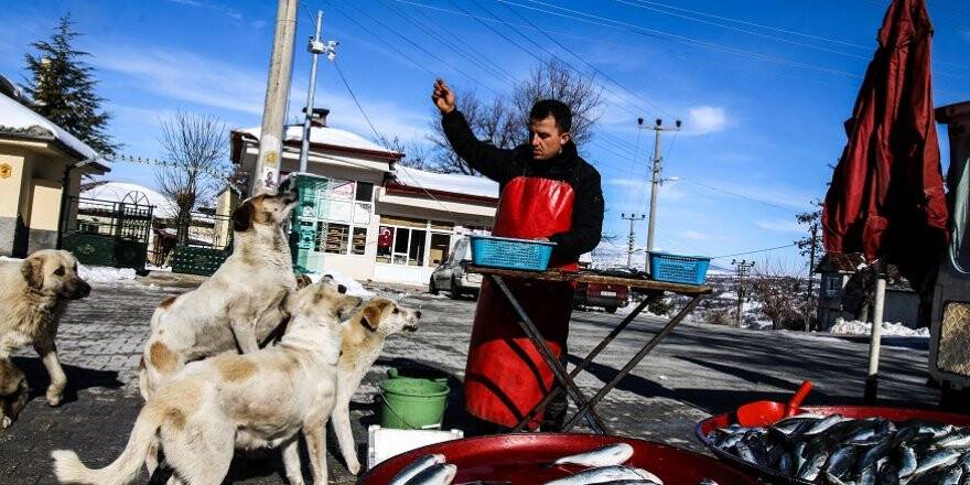 Sokak Köpekleri Seyyar Balıkçının Yolunu Gözlüyor