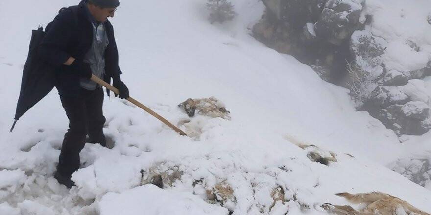 Konya'da 7 Köpek Ayakları Bağlı Halde Ölü Bulundu