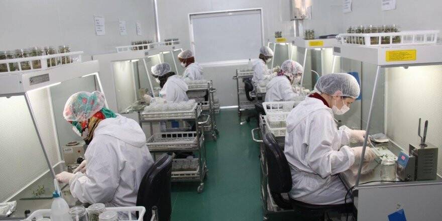Konya Şeker yerli ve milli patates tohumu ile verimi artırdı