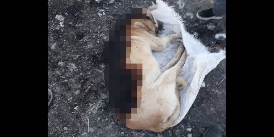 Konya'da Çuval İçerisinde Yakılmış Köpek Ölüsü Bulundu