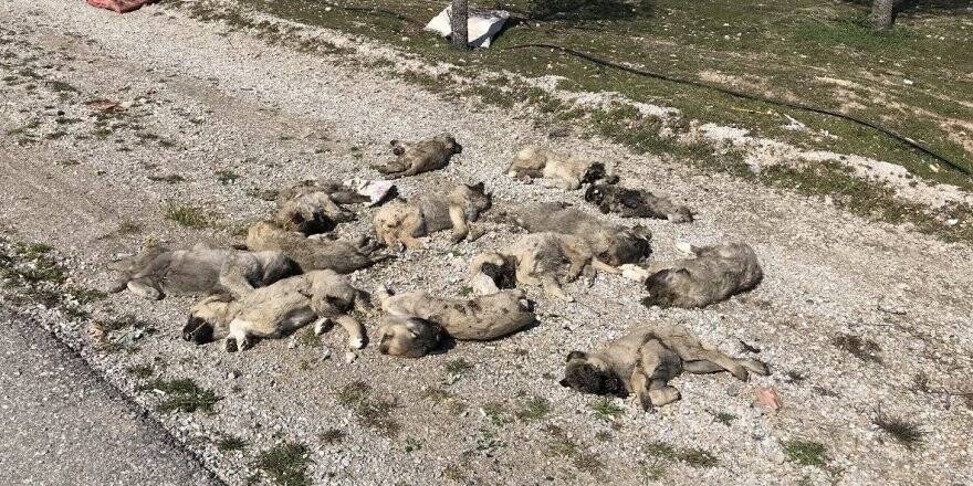 Konya'da Yol Kenarına Atılmış 13 Ölü Köpek Yavrusu Bulundu