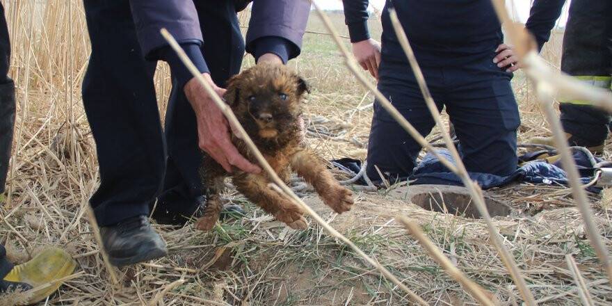 Kuyuya Düşen Yavru Köpeği İtfaiye Kurtardı