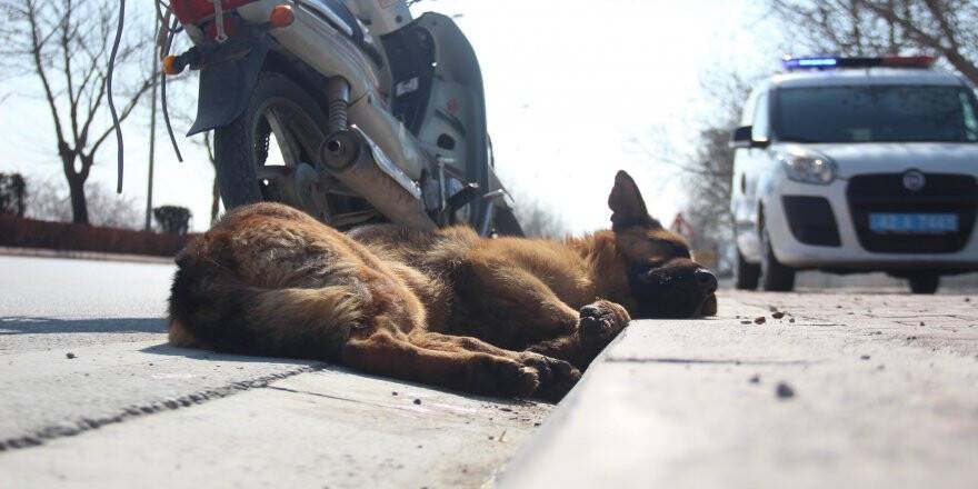 Köpeği motosiklete bağlayıp sürüklediler